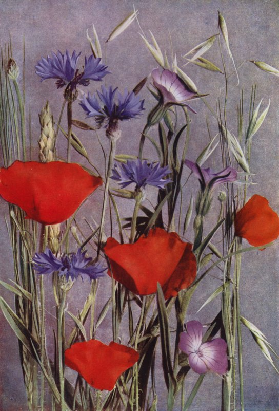 Flowers of the Cornfield by English Photographer
