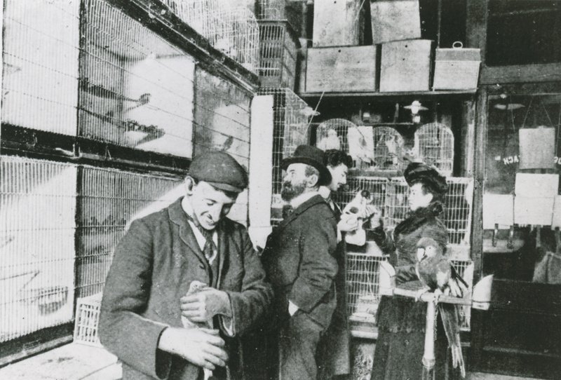 Great Portland Street pet shop by English Photographer