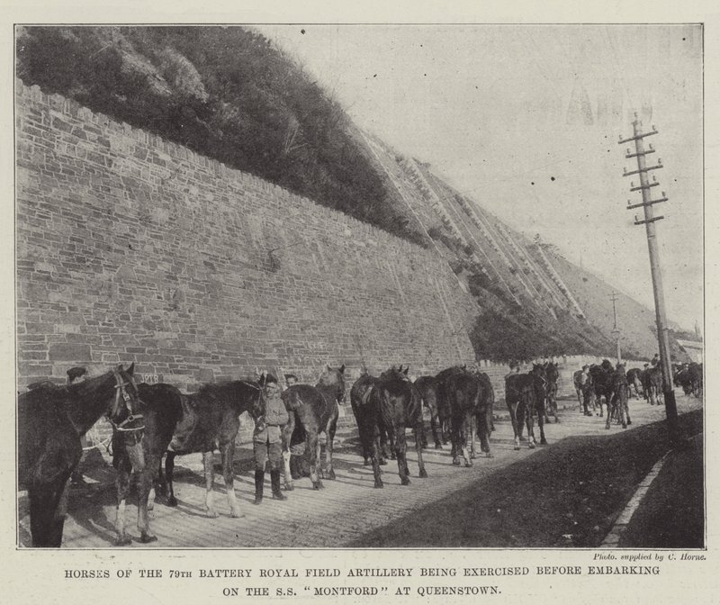 Horses of the 79th Battery Royal Field Artillery Being Exercised Before Embarking on the SS Montford at Queenstown by English Photographer