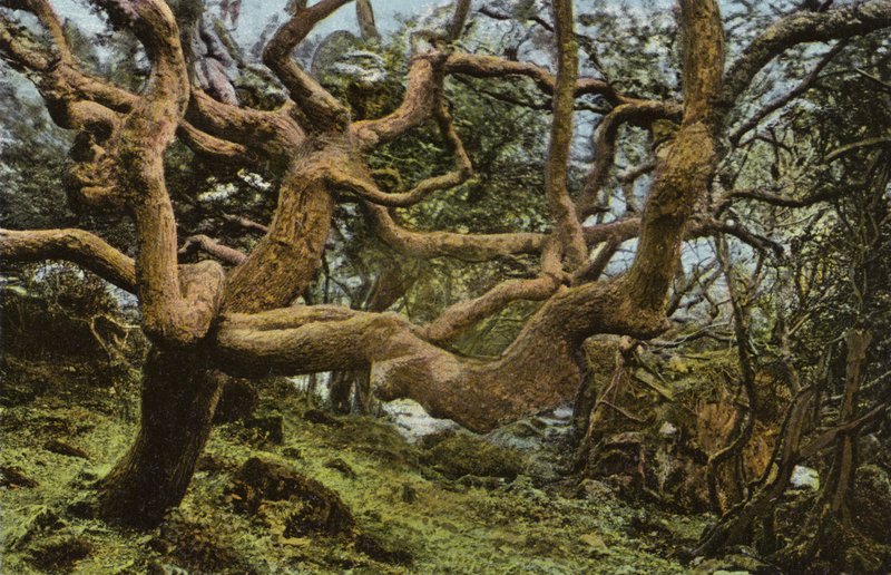 Old Oak Tree, the Landslip by English Photographer