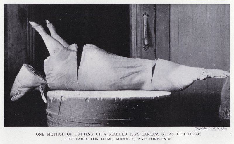 One method of cutting up a scalded pig