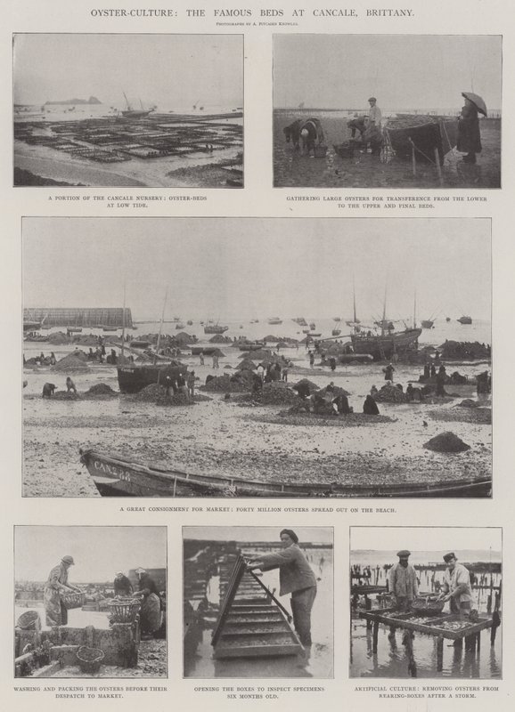 Oyster-Culture, the Famous Beds at Cancale, Brittany by English Photographer