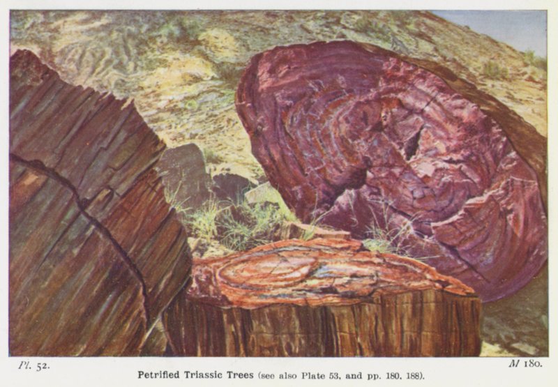Petrified Triassic Trees by English Photographer