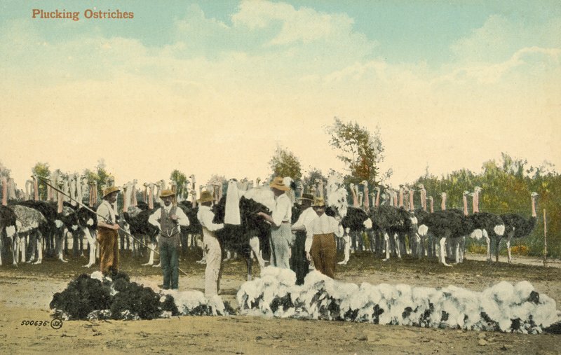 Plucking Ostriches by English Photographer
