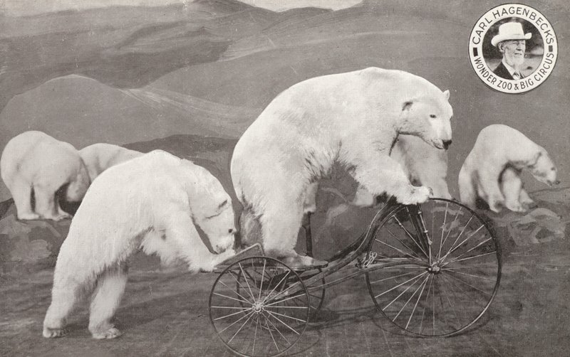 Polar bear riding a tricycle, Carl Hagenbeck