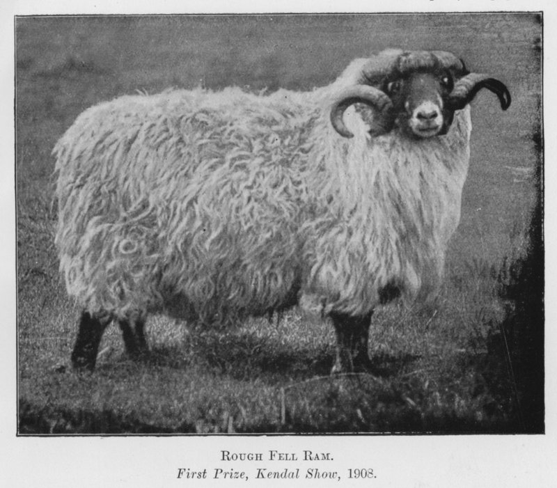 Rough Fell Ram, First Prize, Kendal Show by English Photographer