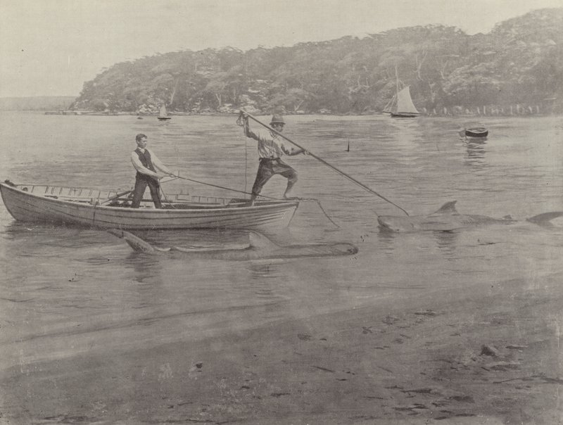 Shark Fishing, Chowder Bay by English Photographer