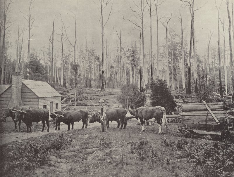 Sledding Timber at Lebrina, Tasmania by English Photographer