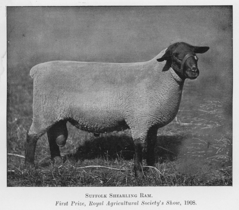Suffolk Shearling Ram, First Prize, Royal Agricultural Society