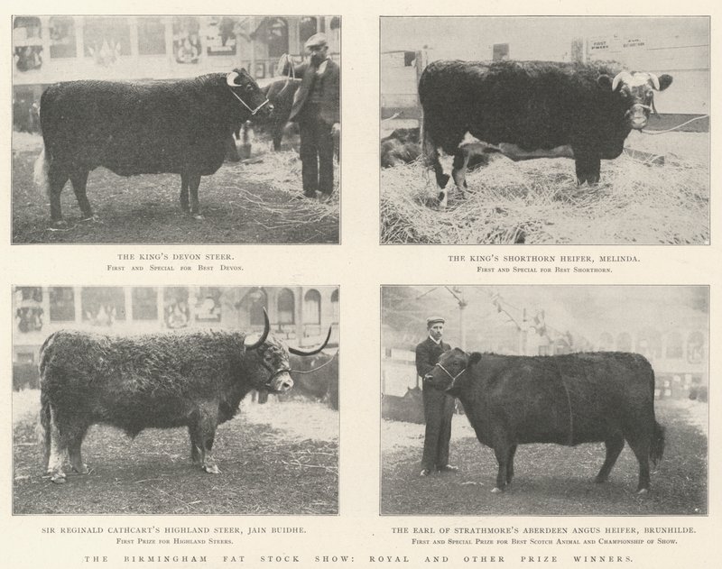 The Birmingham Fat Stock Show, Royal and Other Prize Winners by English Photographer