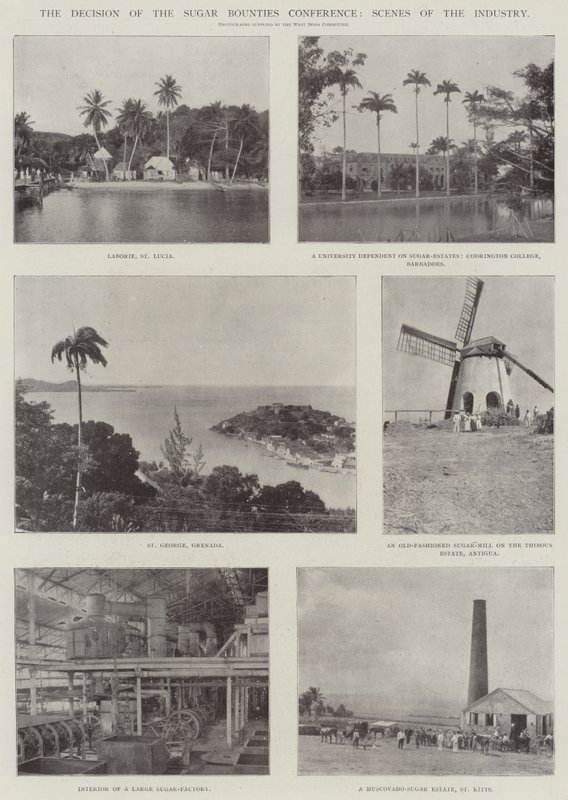 The Decision of the Sugar Bounties Conference, Scenes of the Industry by English Photographer