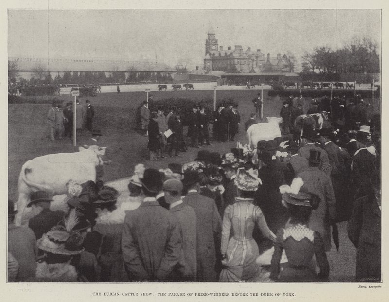 The Dublin Cattle Show, the Parade of Prize-Winners before the Duke of York by English Photographer