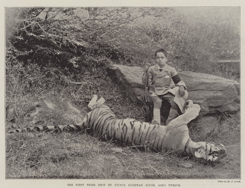 The First Tiger shot by Prince Bughwan Singh, Aged Twelve by English Photographer