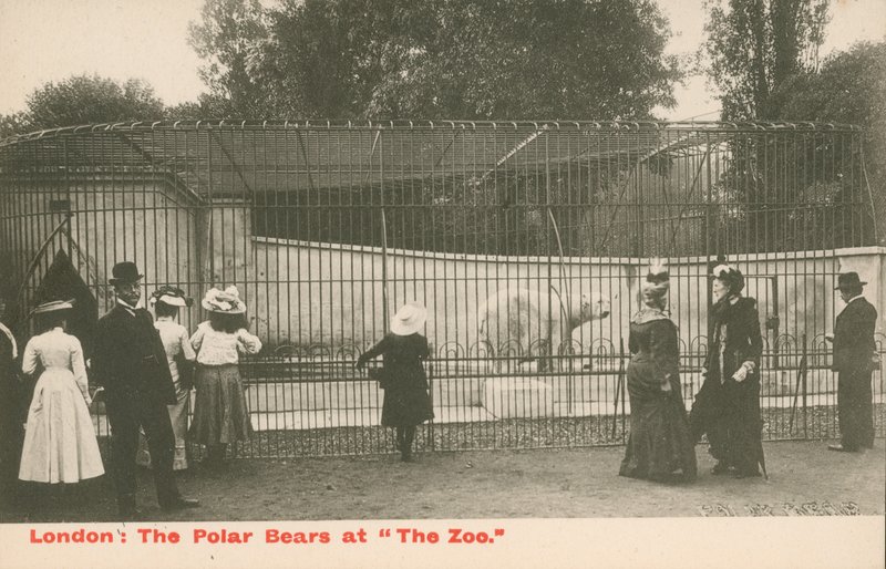 The Polar Bears at The Zoo, London by English Photographer