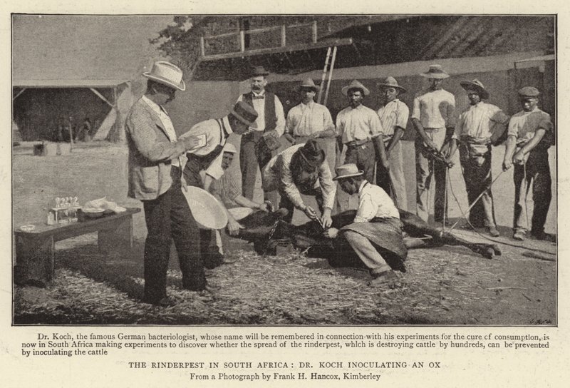 The Rinderpest in South Africa, Dr Koch Inoculating an Ox by English Photographer