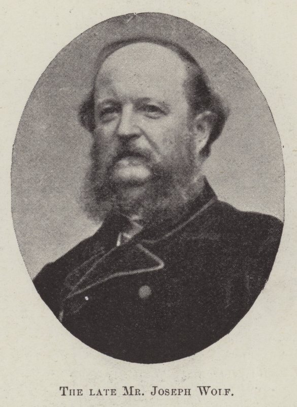 The late Mr Joseph Wolf by English Photographer