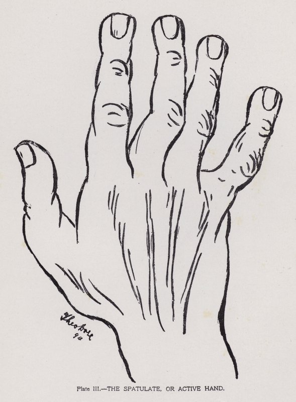 The Spatulate, or Active Hand by English Photographer