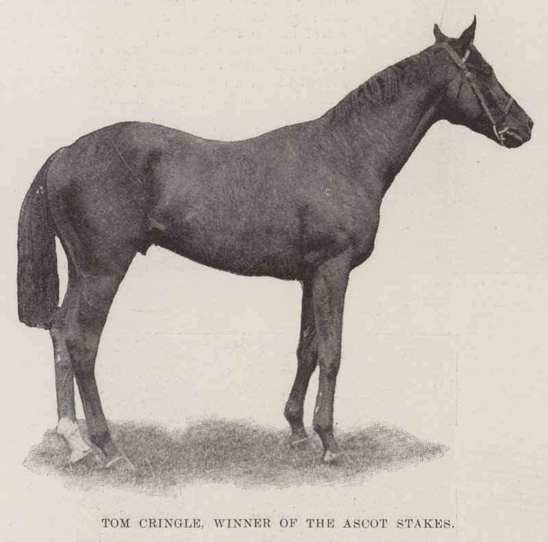 Tom Cringle, Winner of the Ascot Stakes by English Photographer