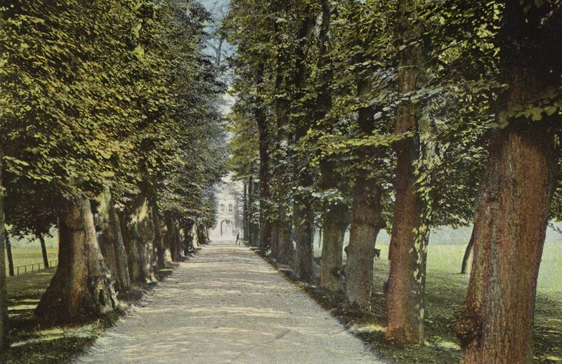 Trinity College, the Avenue by English Photographer
