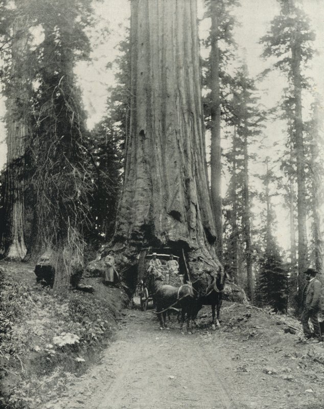 "Wawona" Big Tree, Mariposa Grove, California by English Photographer