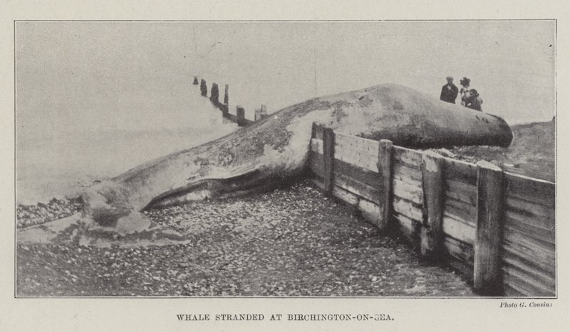 Whale stranded at Birchington-on-Sea by English Photographer