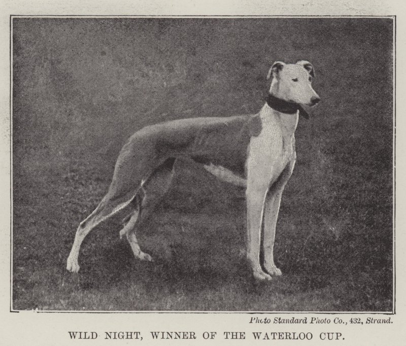 Wild Night, Winner of the Waterloo Cup by English Photographer