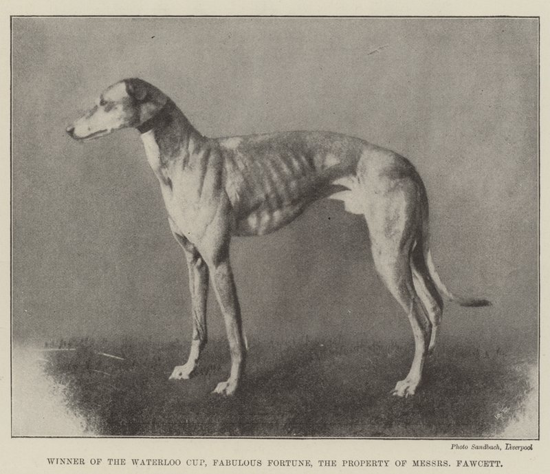 Winner of the Waterloo Cup, Fabulous Fortune, the Property of Messers Fawcett by English Photographer