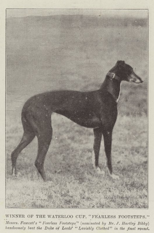 Winner of the Waterloo Cup, Fearless Footsteps by English Photographer