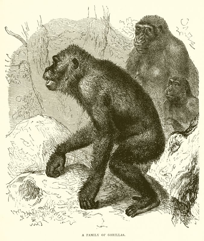 A Family of Gorillas by English School
