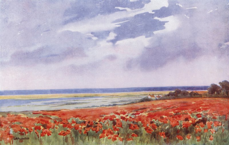 A Field of Poppies by English School