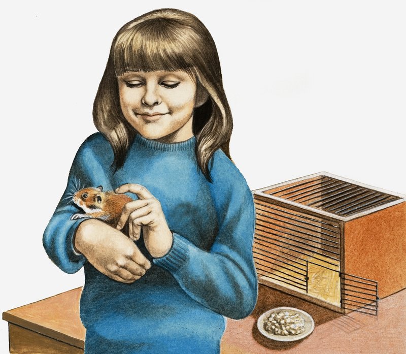 A Girl and Her Hamster by English School