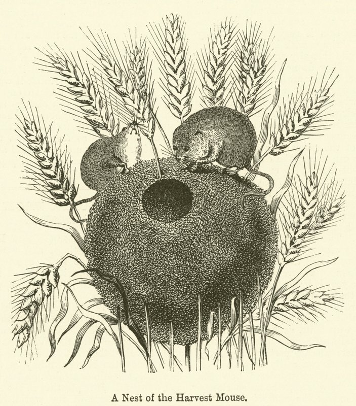 A Nest of the Harvest Mouse by English School