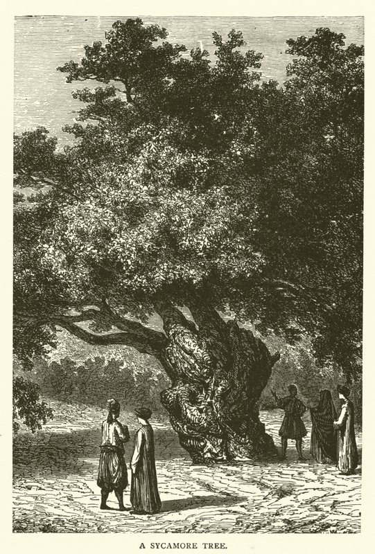 A Sycamore Tree by English School