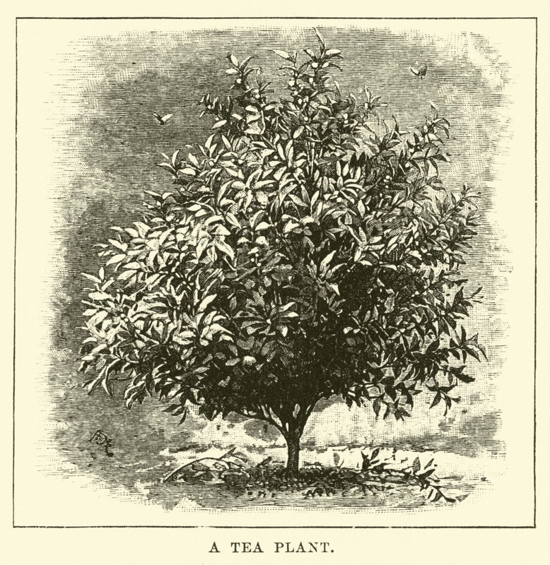 A Tea Plant by English School