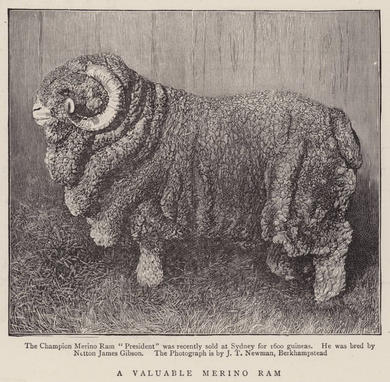 A Valuable Merino Ram by English School