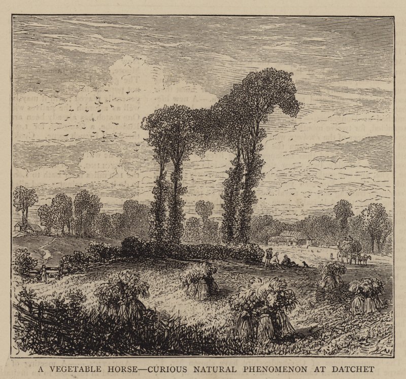 A Vegetable Horse, Curious Natural Phenomenon at Datchet by English School