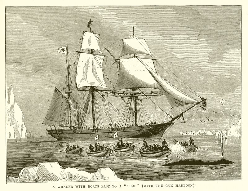 A Whaler with Boats fast to a Fish (with the Gun Harpoon) by English School
