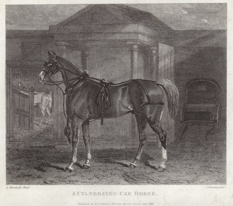 A Celebrated Cab Horse by English School