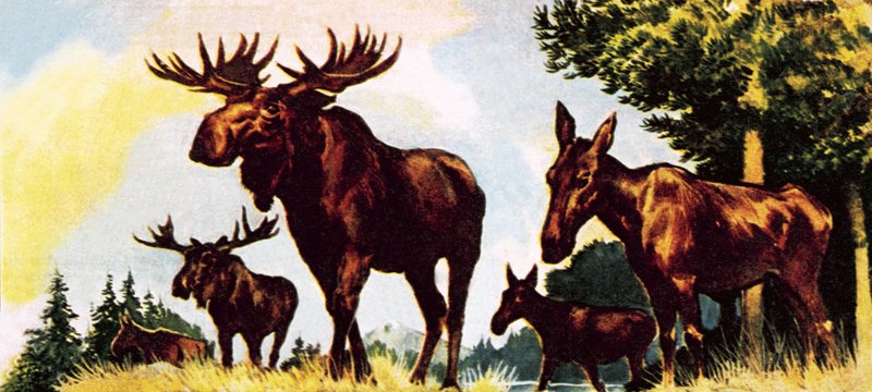 A Gang of Elks by English School