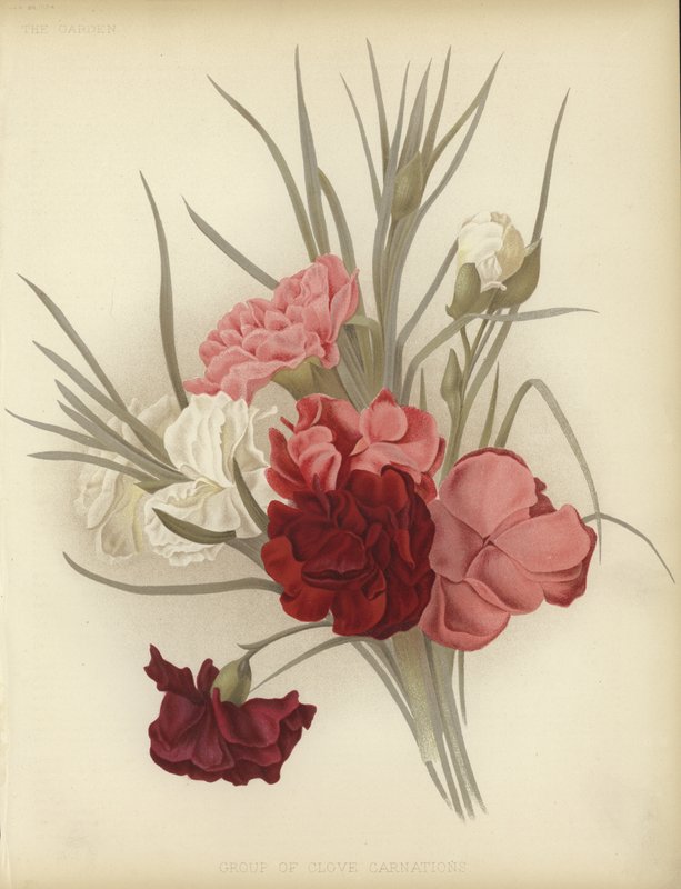 A group of Clove Carnations by English School