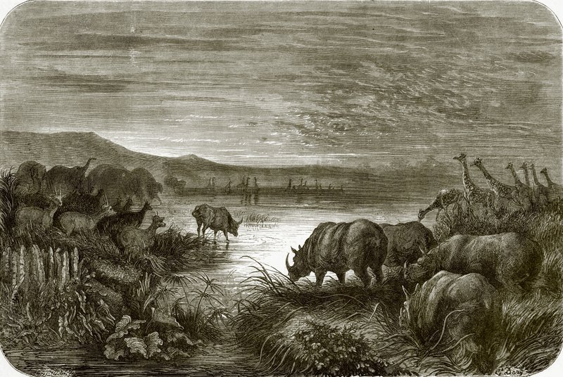 A pond in Africa at night by English School