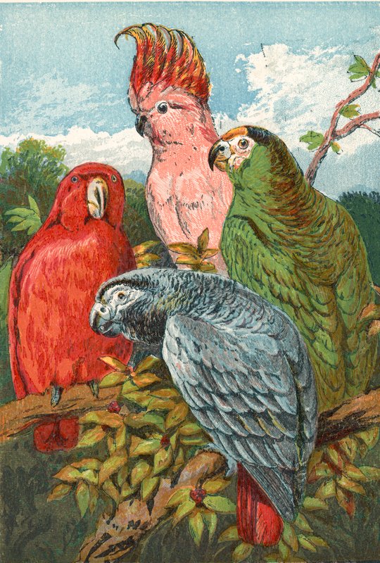A red, grey, and green parrot, and a cockatoo by English School