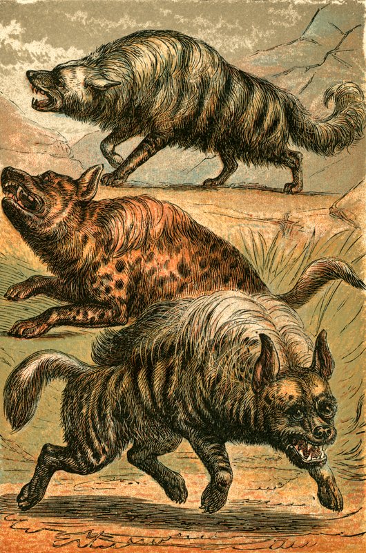 Aard Wolf, Spotted Hyena and Striped Hyena by English School