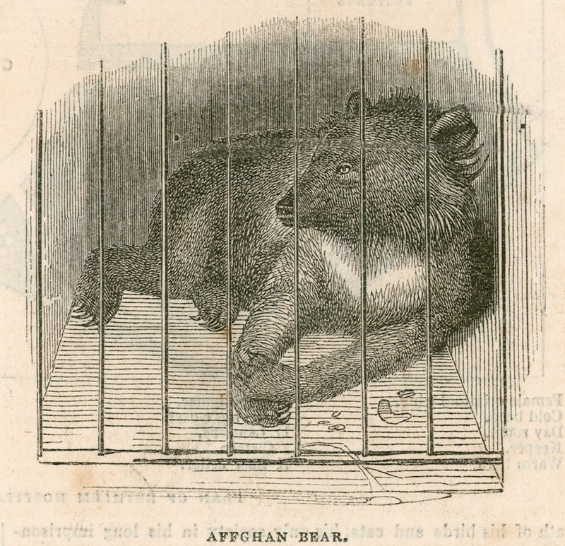 Afghan Bear by English School