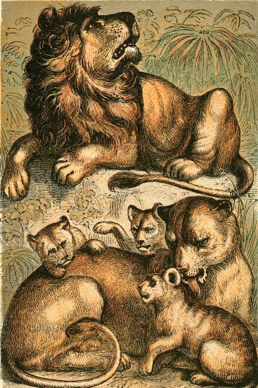 African Lion, Lioness and Cubs by English School