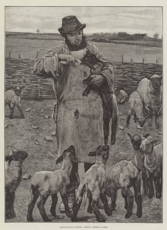 Agricultural Scenes, March, feeding Lambs by English School