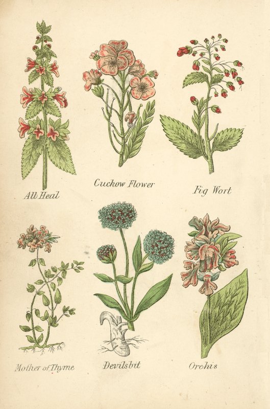 All Heal, Cuckow Flower, Fig Wort, Mother of Thyme, Devilsbit, Orchis by English School