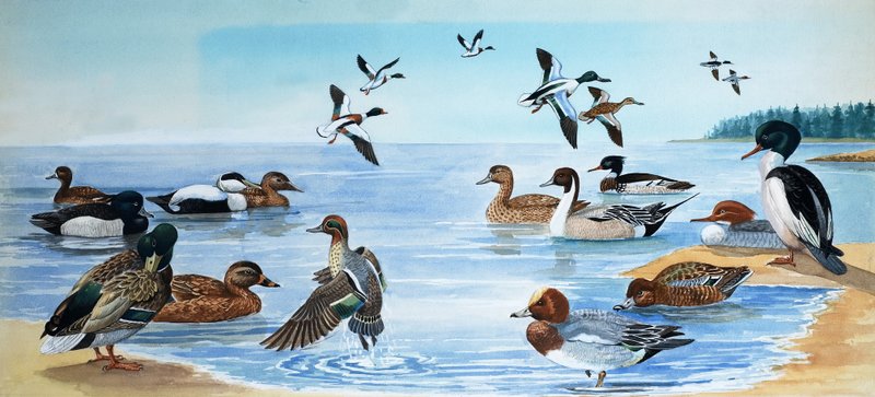 All Sorts of Ducks by English School