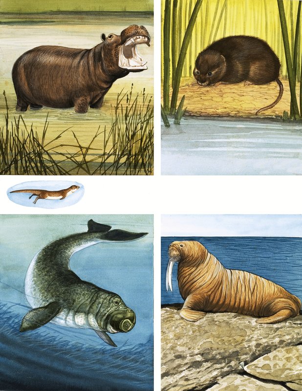 All Sorts of Water Dwellers by English School