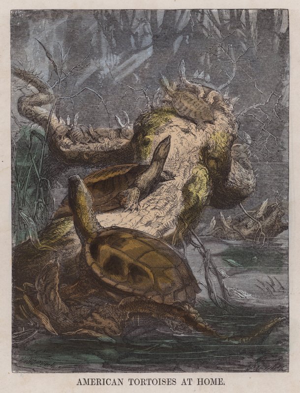 American Tortoises at Home by English School